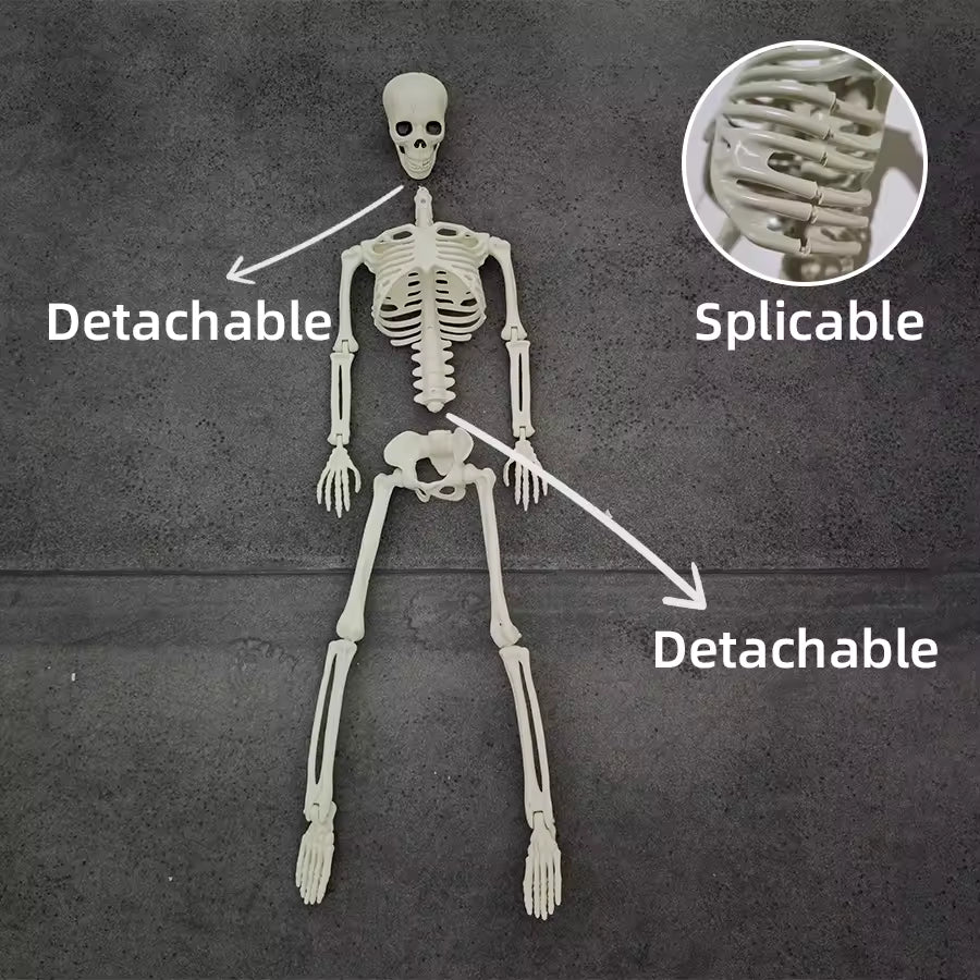 Full size skeleton