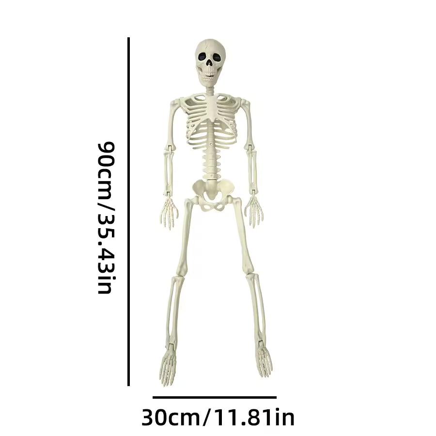 Full size skeleton